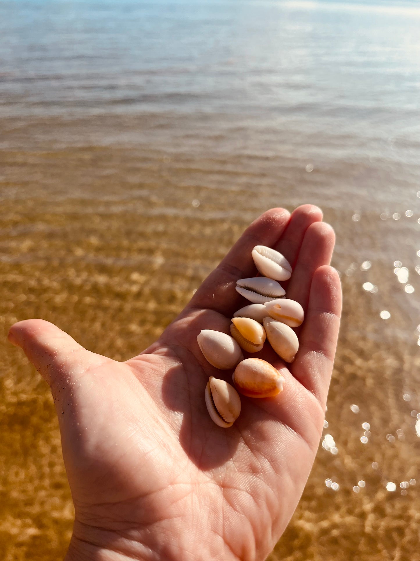 Cowrie Ring